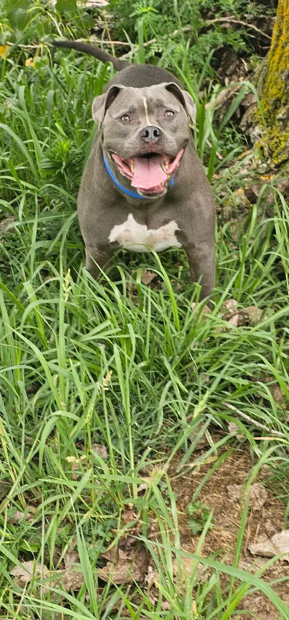 Greyson - American Pit Bull Terrier
