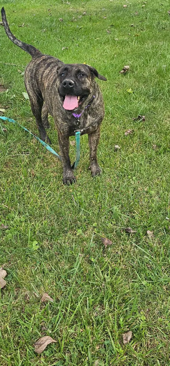 Athena And Frankie - English Mastiff