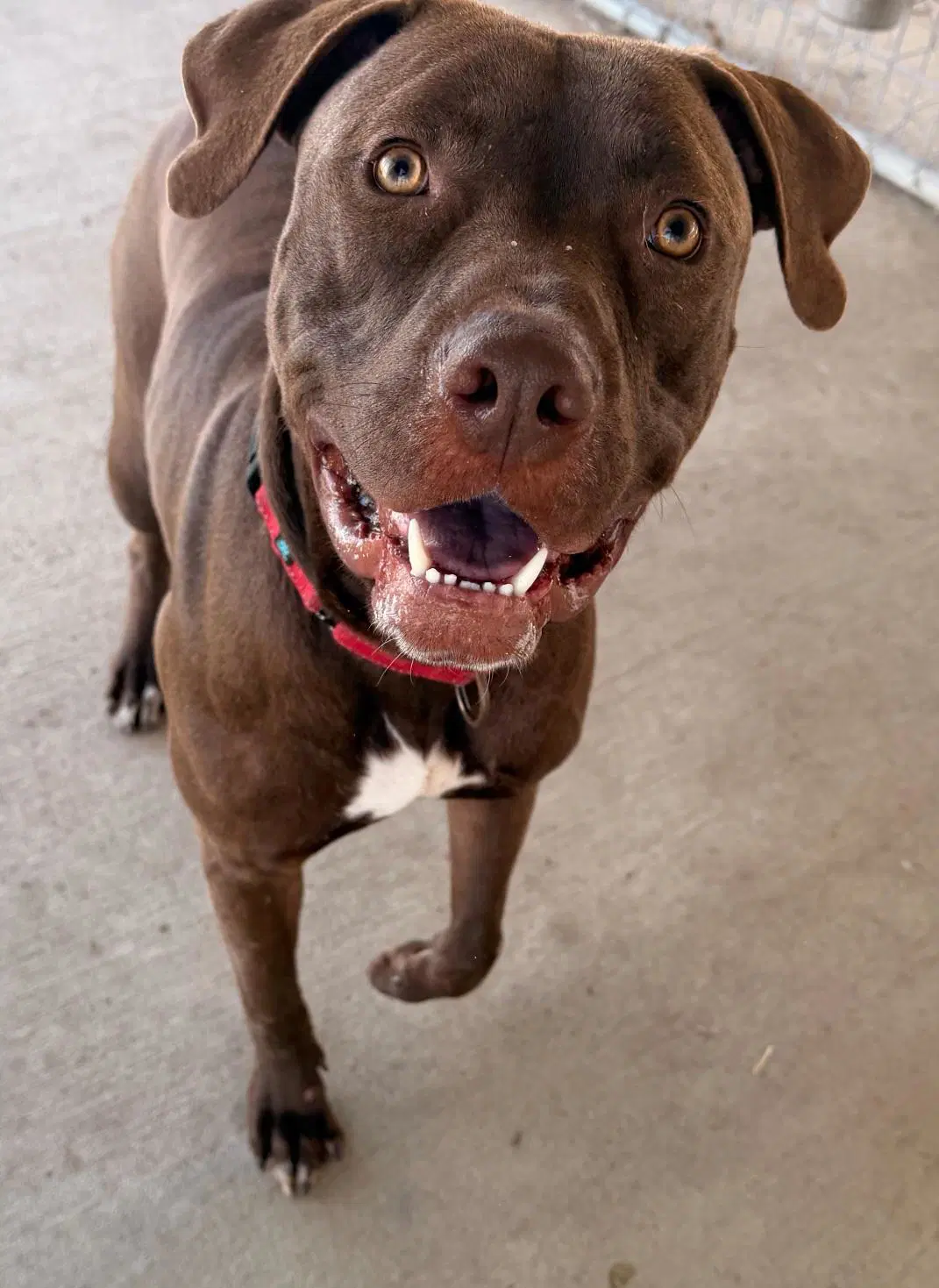 Jax - American Pit Bull Terrier