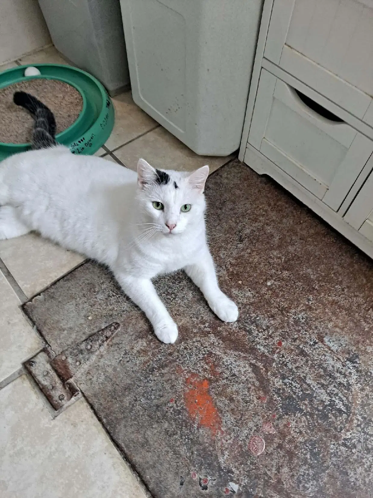 Pepper - Domestic Short Hair