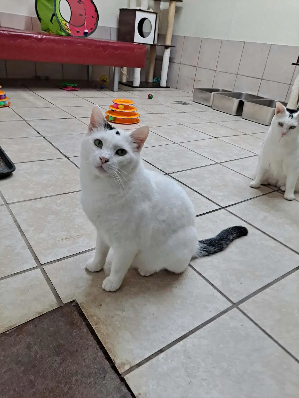 Pepper image 2